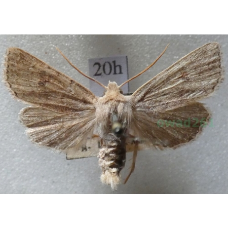 Agrochola laevis (Hübner, 1803) Czech20h